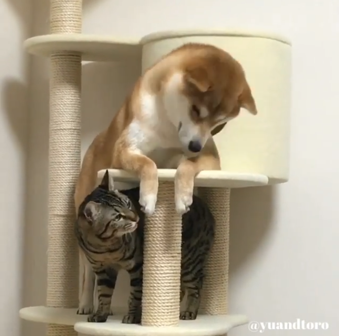 動物,犬,猫,しつけ,飼い方,育て方,病気,健康