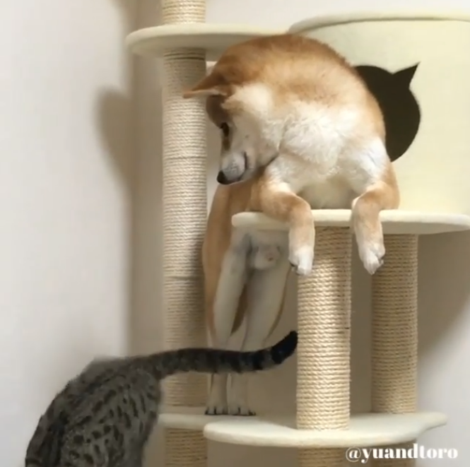 動物,犬,猫,しつけ,飼い方,育て方,病気,健康