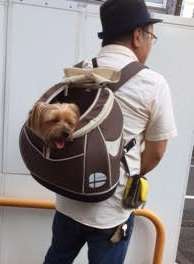 動物,犬,猫,しつけ,飼い方,育て方,病気,健康
