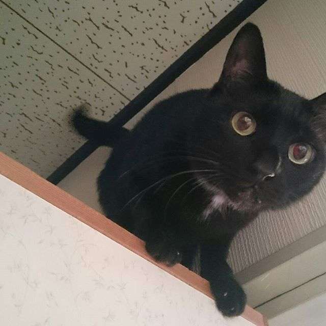 動物,犬,猫,しつけ,飼い方,育て方,病気,健康