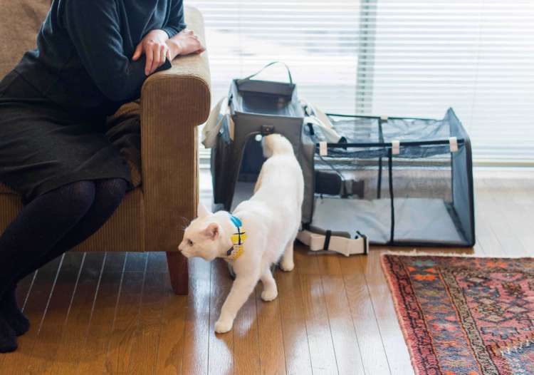 動物,犬,猫,しつけ,飼い方,育て方,病気,健康