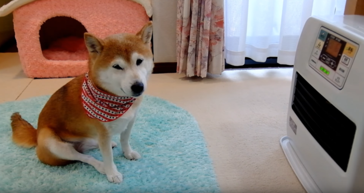 動物,犬,猫,しつけ,飼い方,育て方,病気,健康