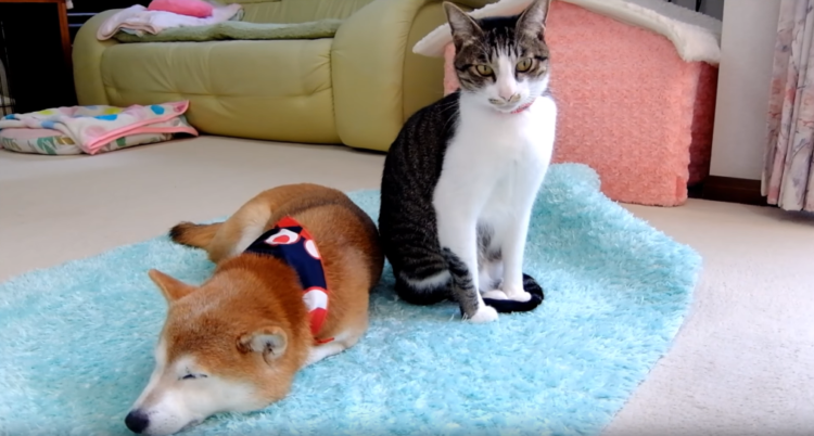 動物,犬,猫,しつけ,飼い方,育て方,病気,健康