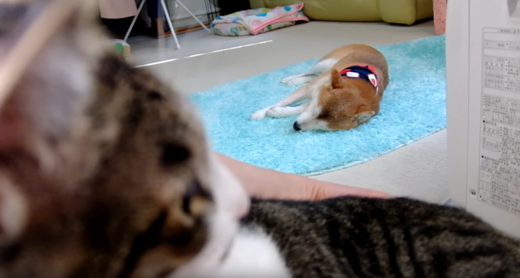 動物,犬,猫,しつけ,飼い方,育て方,病気,健康