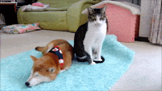 動物,犬,猫,しつけ,飼い方,育て方,病気,健康