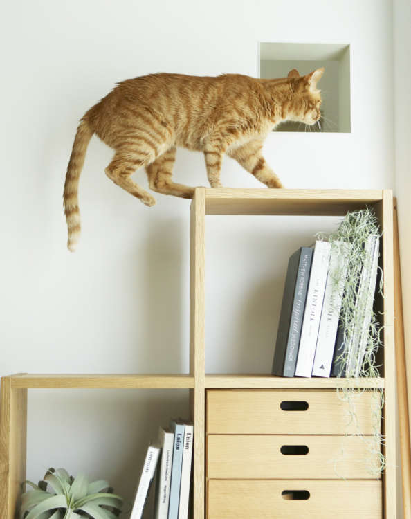 動物,犬,猫,しつけ,飼い方,育て方,病気,健康