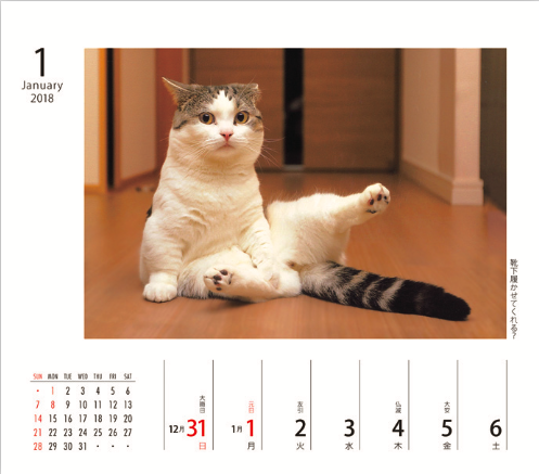 動物,犬,猫,しつけ,飼い方,育て方,病気,健康