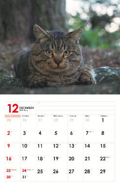 動物,犬,猫,しつけ,飼い方,育て方,病気,健康