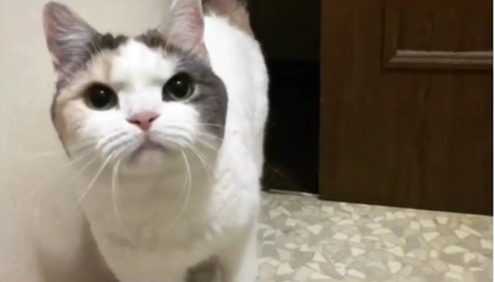動物,犬,猫,しつけ,飼い方,育て方,病気,健康
