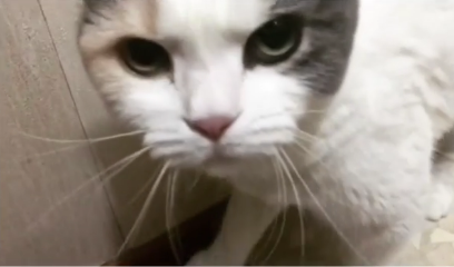 動物,犬,猫,しつけ,飼い方,育て方,病気,健康