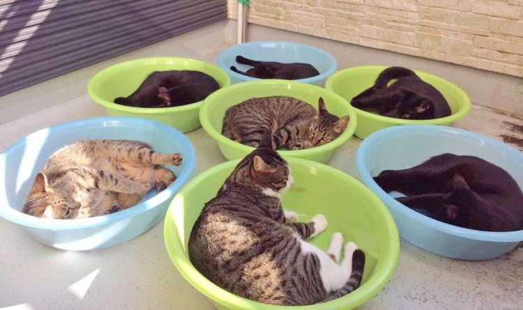 【にゃんこ干し♪】ポカポカ陽気にくつろぐ猫たち。かわいすぎる日向ぼっこが話題に…! 2枚