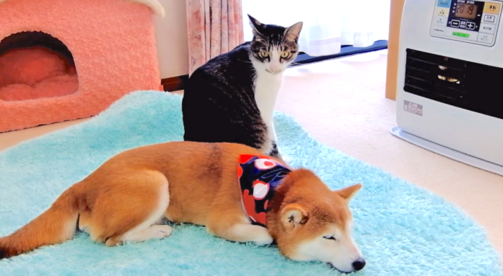 柴犬と一緒にヒーターで暖を取るネコ → 『ママが寒そうニャ』とっても優しい行動にでる(*´ω`*)♡
