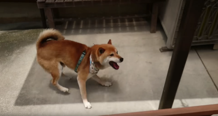 動物,犬,猫,しつけ,飼い方,育て方,病気,健康
