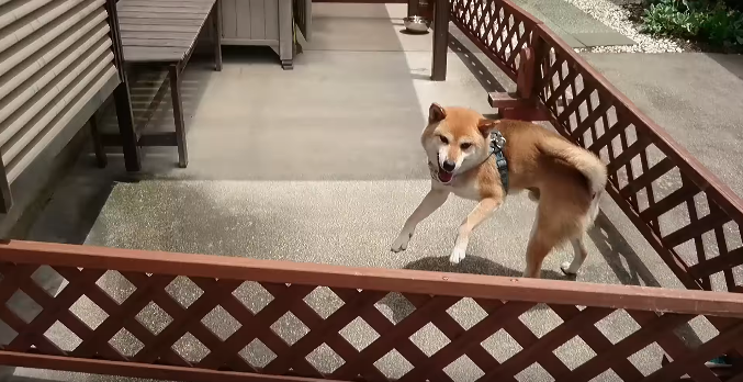 動物,犬,猫,しつけ,飼い方,育て方,病気,健康