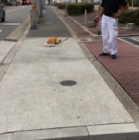 動物,犬,猫,しつけ,飼い方,育て方,病気,健康