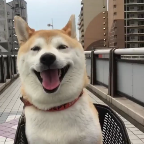 動物,犬,猫,しつけ,飼い方,育て方,病気,健康