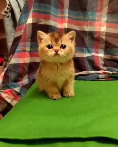 動物,犬,猫,しつけ,飼い方,育て方,病気,健康
