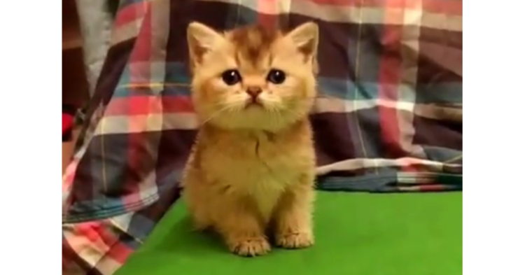 【覚悟の表情】猫じゃらしを前に、やる気十分な子猫さん。しかし実際にやってみたら…(艸д゚*)♡