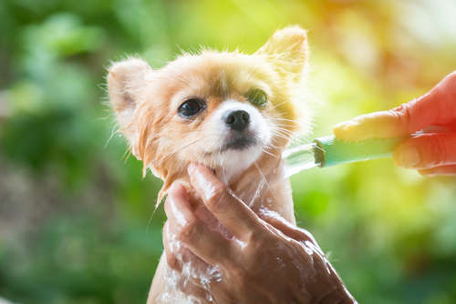 動物,犬,猫,しつけ,飼い方,育て方,病気,健康