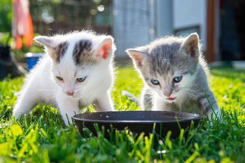 動物,犬,猫,しつけ,飼い方,育て方,病気,健康