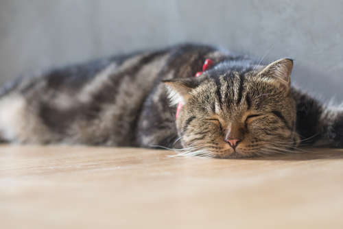 動物,犬,猫,しつけ,飼い方,育て方,病気,健康