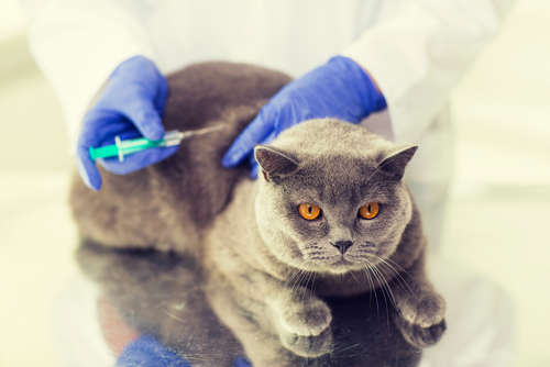 動物,犬,猫,しつけ,飼い方,育て方,病気,健康