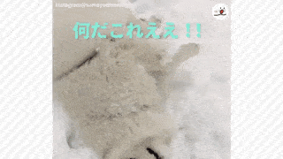 動物,犬,猫,しつけ,飼い方,育て方,病気,健康