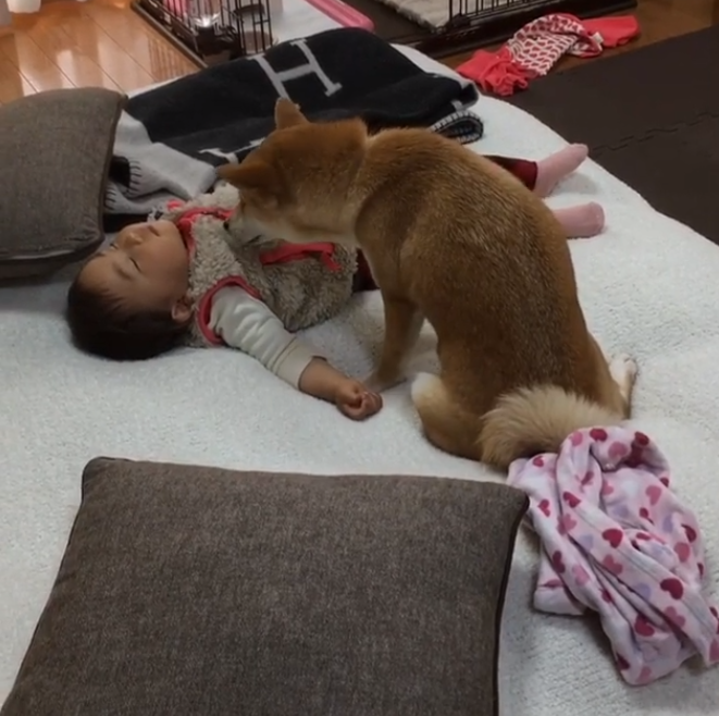 動物,犬,猫,しつけ,飼い方,育て方,病気,健康