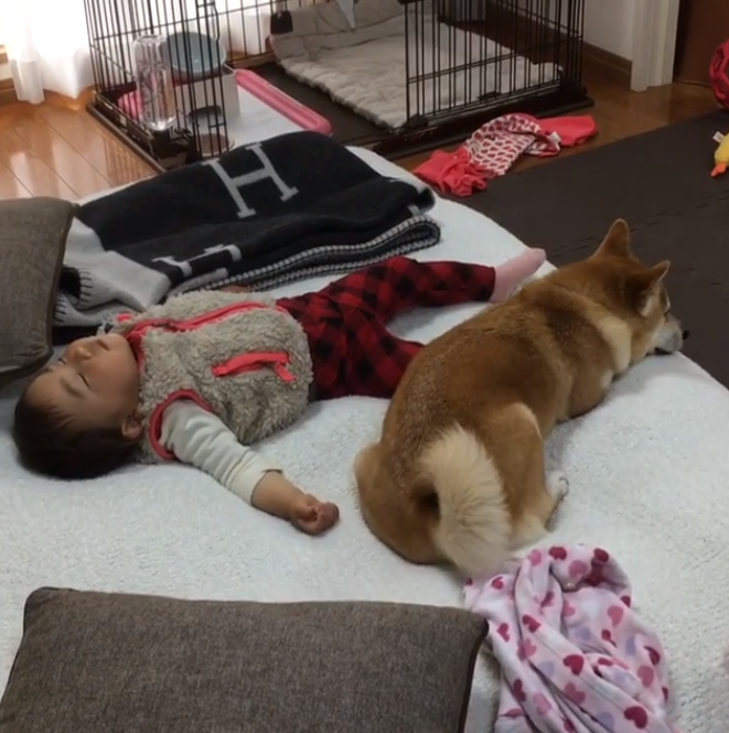 動物,犬,猫,しつけ,飼い方,育て方,病気,健康