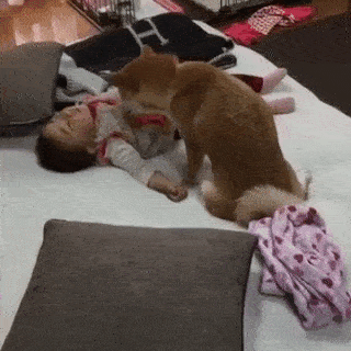 動物,犬,猫,しつけ,飼い方,育て方,病気,健康