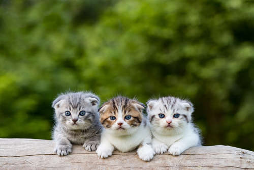 動物,犬,猫,しつけ,飼い方,育て方,病気,健康