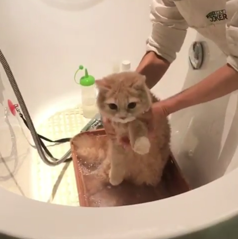 動物,犬,猫,しつけ,飼い方,育て方,病気,健康