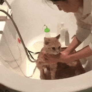 動物,犬,猫,しつけ,飼い方,育て方,病気,健康