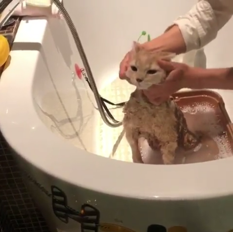 動物,犬,猫,しつけ,飼い方,育て方,病気,健康