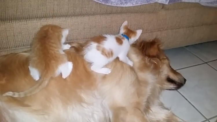 動物,犬,猫,しつけ,飼い方,育て方,病気,健康