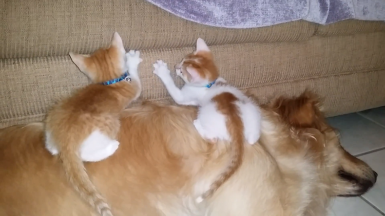 動物,犬,猫,しつけ,飼い方,育て方,病気,健康