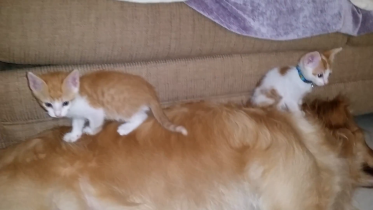 動物,犬,猫,しつけ,飼い方,育て方,病気,健康