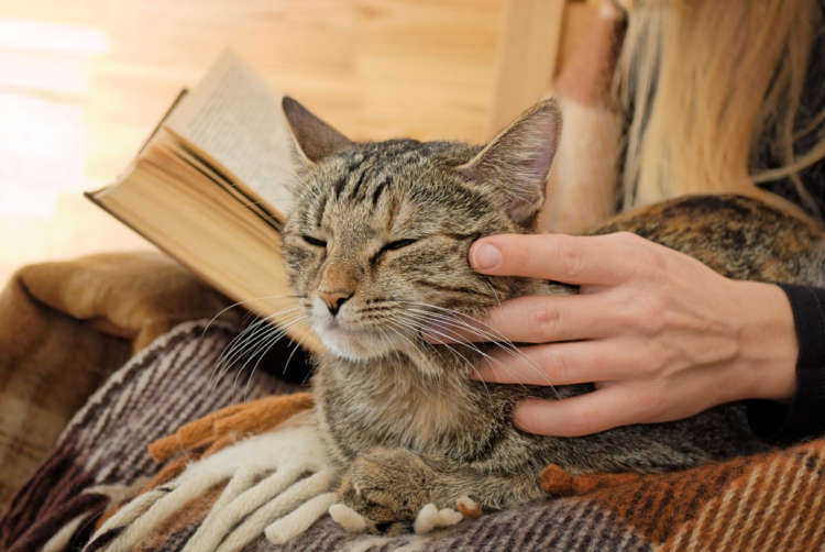 読書の秋はニャンコと一緒に♪ この秋発売の2冊の “猫の本” をご紹介!