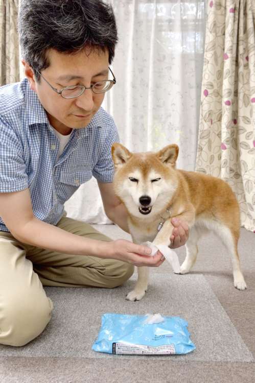 ウンコ踏んじゃった~ 1日2回の散歩から帰ると、足をはじめ全身を拭き、ブラッシングを行う。