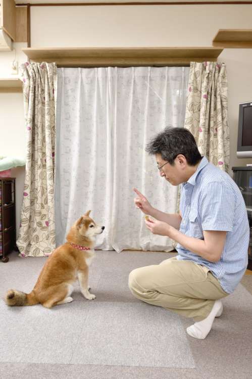 オマエがフセろ… 子犬の頃はよくやったしつけ。年齢を重ねるにつれ、ゴハンの前にオスワリ、マテ位しかやらなくなる家も多し。