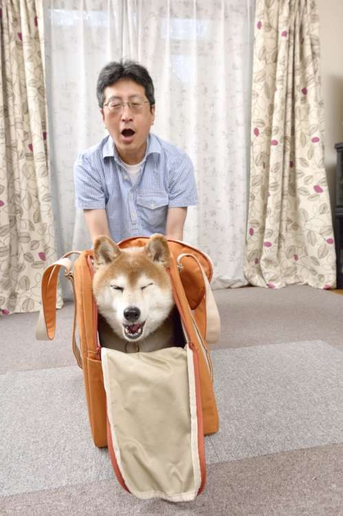 車酔いゲェェ~ 休日は車に乗って遠出するのも当たり前になった。相変わらず車に酔いやすい柴も多いけどね。
