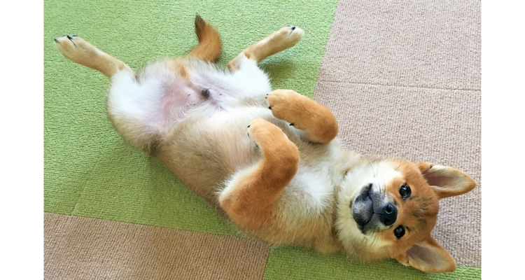 【可愛すぎるお化け♪】前足をちょこんと折り曲げた、“うらめしやポーズ” の柴犬たち大集合です♡ 6枚