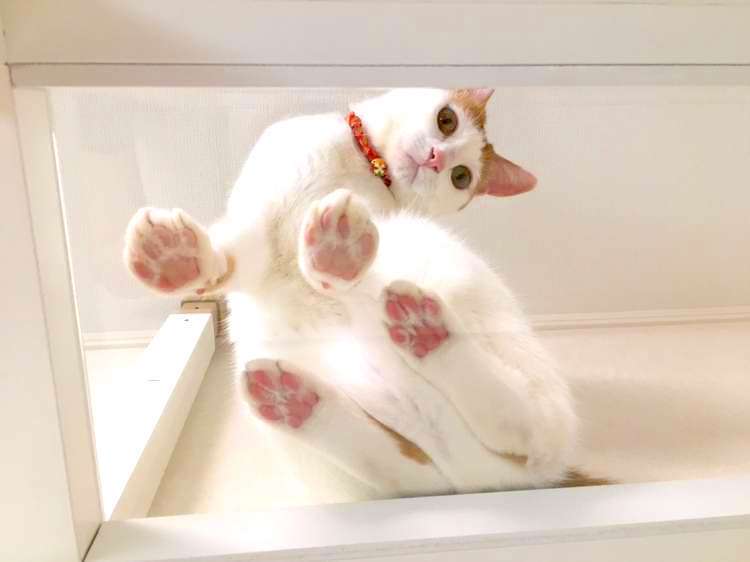【肉球が丸見えだぞッ♡】猫ちゃんの “うら側” を堪能できる、幸せ詰まった写真が話題に…(3枚)