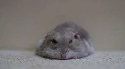 動物,犬,猫,しつけ,飼い方,育て方,病気,健康