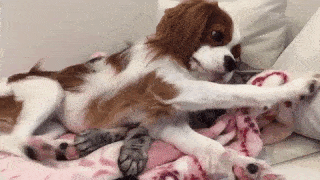 動物,犬,猫,しつけ,飼い方,育て方,病気,健康