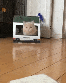 動物,犬,猫,しつけ,飼い方,育て方,病気,健康