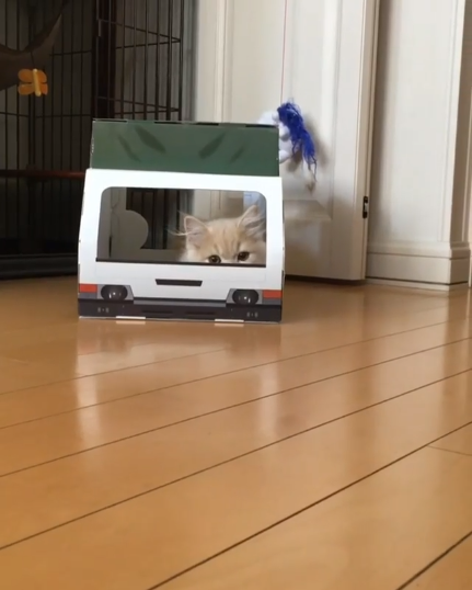 動物,犬,猫,しつけ,飼い方,育て方,病気,健康