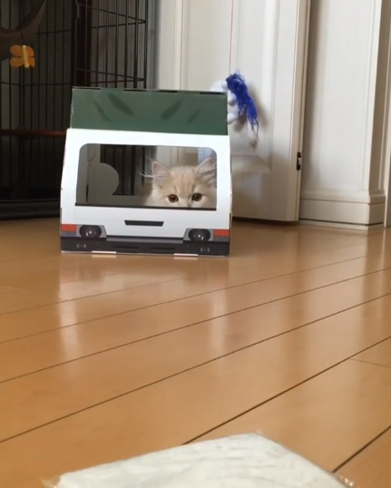 動物,犬,猫,しつけ,飼い方,育て方,病気,健康