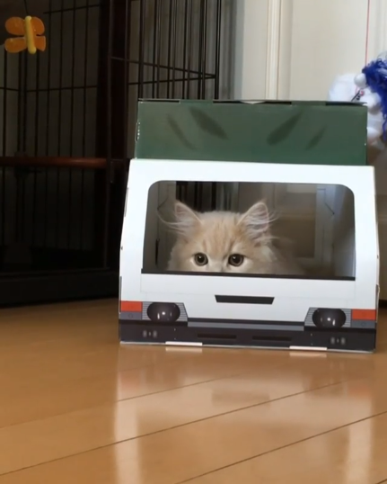 動物,犬,猫,しつけ,飼い方,育て方,病気,健康