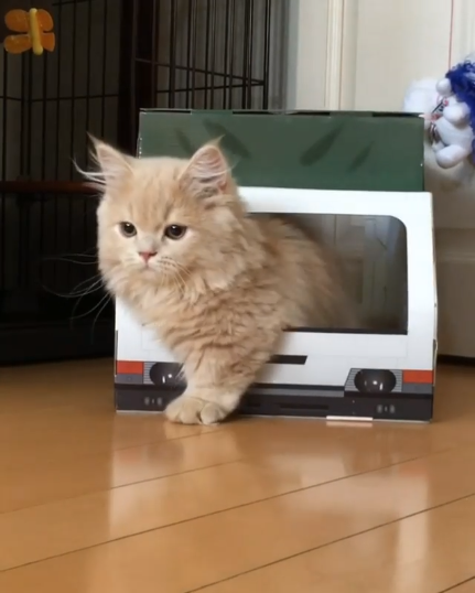 動物,犬,猫,しつけ,飼い方,育て方,病気,健康
